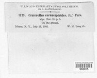 Craterellus cornucopioides image